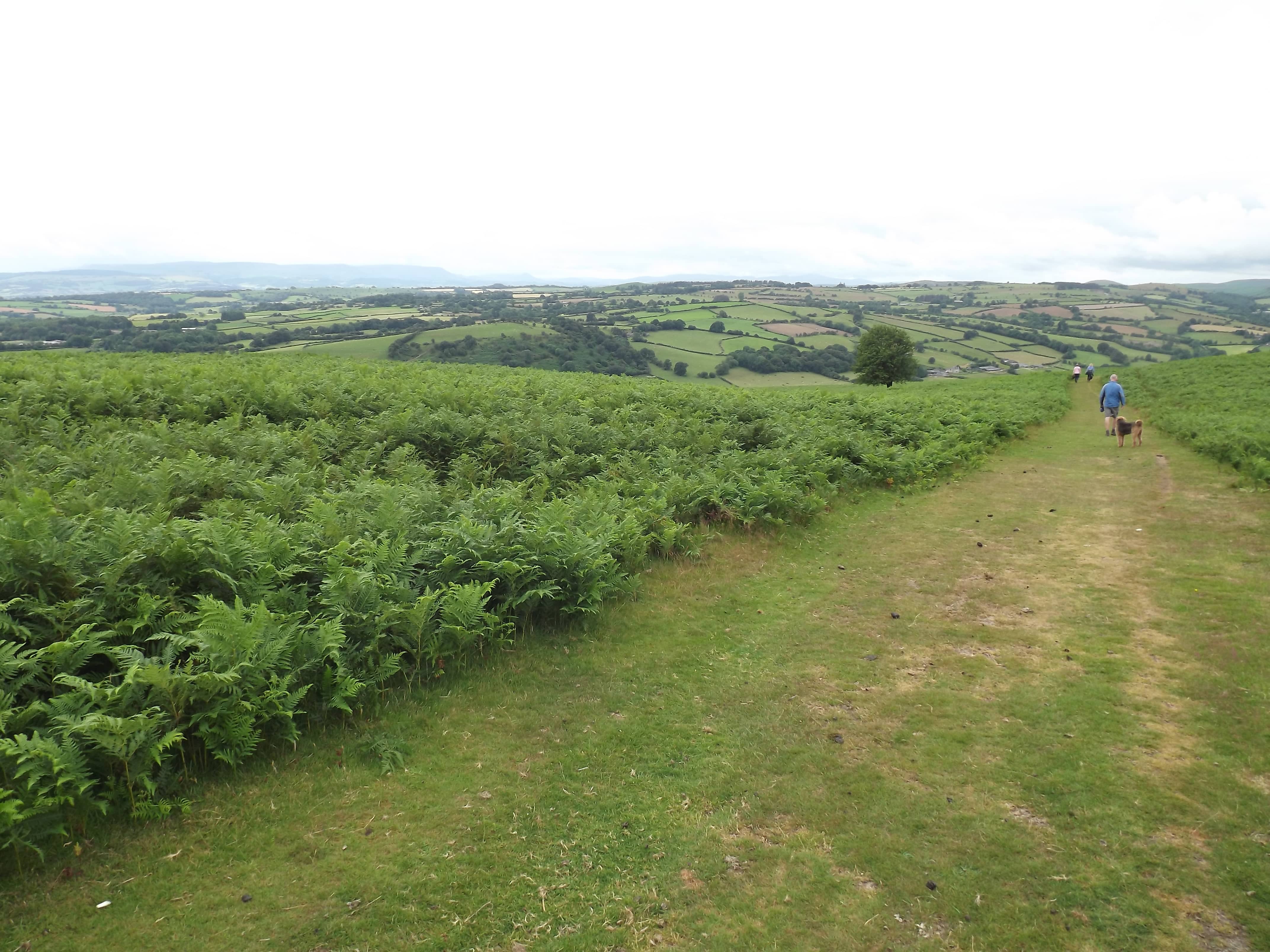 Hergest Ridge